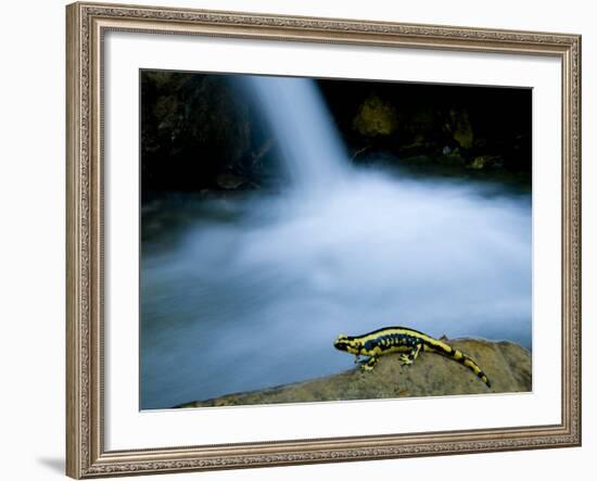 European Salamander on Rock in Stream, Pyrenees, Navarra Region, Spain-Inaki Relanzon-Framed Photographic Print