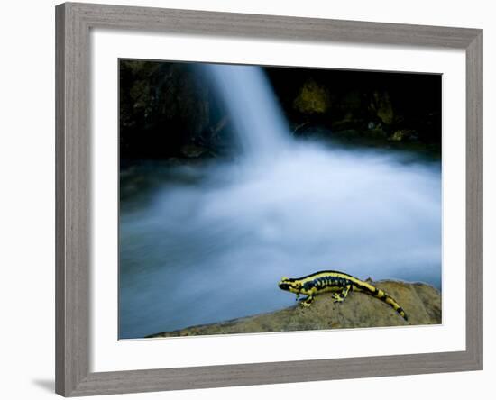 European Salamander on Rock in Stream, Pyrenees, Navarra Region, Spain-Inaki Relanzon-Framed Photographic Print