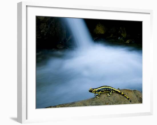 European Salamander on Rock in Stream, Pyrenees, Navarra Region, Spain-Inaki Relanzon-Framed Photographic Print