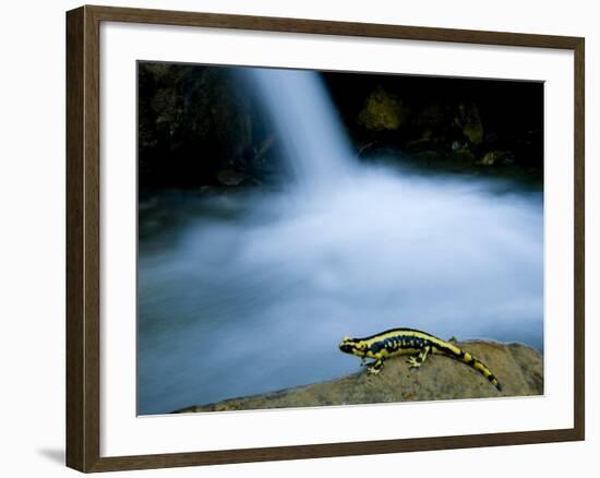 European Salamander on Rock in Stream, Pyrenees, Navarra Region, Spain-Inaki Relanzon-Framed Photographic Print