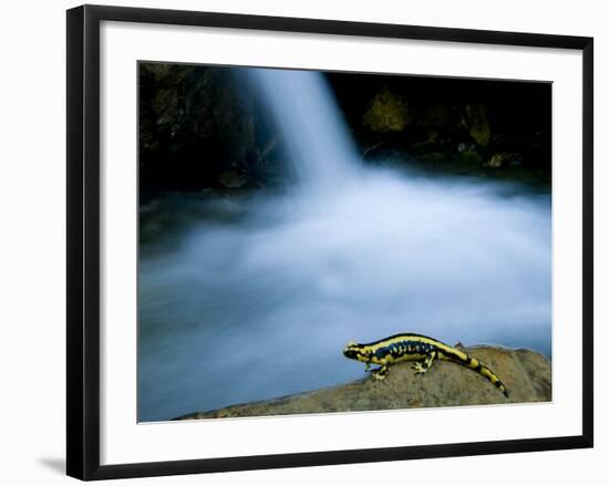 European Salamander on Rock in Stream, Pyrenees, Navarra Region, Spain-Inaki Relanzon-Framed Photographic Print