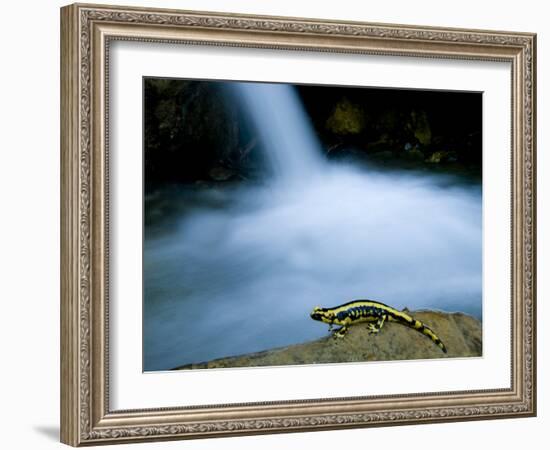 European Salamander on Rock in Stream, Pyrenees, Navarra Region, Spain-Inaki Relanzon-Framed Photographic Print