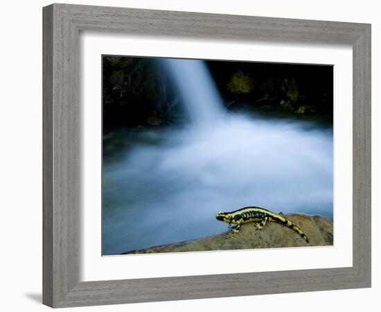 European Salamander on Rock in Stream, Pyrenees, Navarra Region, Spain-Inaki Relanzon-Framed Photographic Print