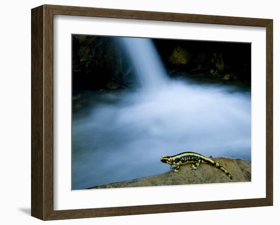 European Salamander on Rock in Stream, Pyrenees, Navarra Region, Spain-Inaki Relanzon-Framed Photographic Print