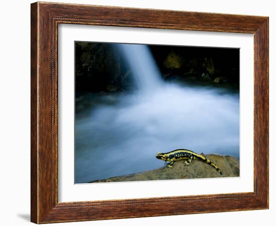 European Salamander on Rock in Stream, Pyrenees, Navarra Region, Spain-Inaki Relanzon-Framed Photographic Print