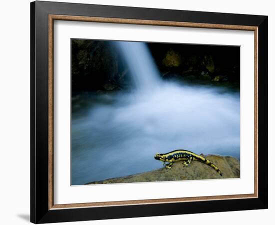 European Salamander on Rock in Stream, Pyrenees, Navarra Region, Spain-Inaki Relanzon-Framed Photographic Print