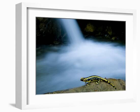 European Salamander on Rock in Stream, Pyrenees, Navarra Region, Spain-Inaki Relanzon-Framed Photographic Print