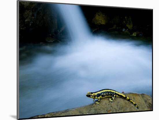 European Salamander on Rock in Stream, Pyrenees, Navarra Region, Spain-Inaki Relanzon-Mounted Photographic Print