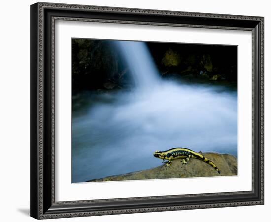 European Salamander on Rock in Stream, Pyrenees, Navarra Region, Spain-Inaki Relanzon-Framed Photographic Print