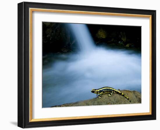 European Salamander on Rock in Stream, Pyrenees, Navarra Region, Spain-Inaki Relanzon-Framed Photographic Print