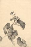 Branch of Begonia in Bloom, (ink on paper)-European School-Giclee Print
