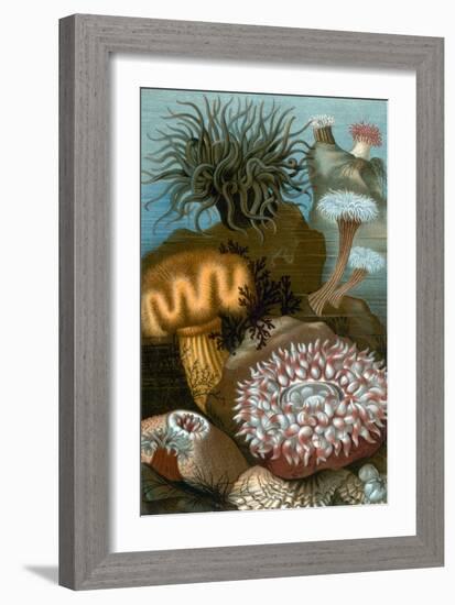 European Sea Anemones-Science Source-Framed Giclee Print