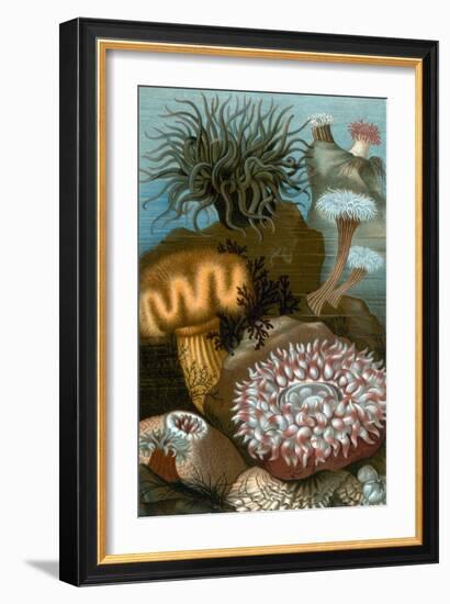 European Sea Anemones-Science Source-Framed Giclee Print