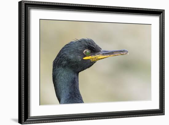 European Shag on the Shetland Islands in Scotland-Martin Zwick-Framed Photographic Print