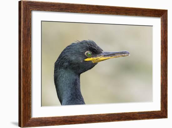 European Shag on the Shetland Islands in Scotland-Martin Zwick-Framed Photographic Print