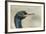 European Shag on the Shetland Islands in Scotland-Martin Zwick-Framed Photographic Print