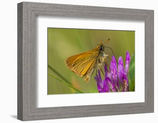 European Skipper on Clover at Phillips Farm, Marshfield, Massachusetts-Jerry & Marcy Monkman-Framed Photographic Print