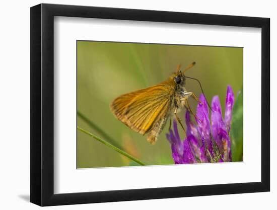 European Skipper on Clover at Phillips Farm, Marshfield, Massachusetts-Jerry & Marcy Monkman-Framed Photographic Print