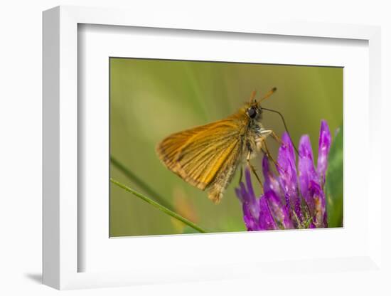 European Skipper on Clover at Phillips Farm, Marshfield, Massachusetts-Jerry & Marcy Monkman-Framed Photographic Print