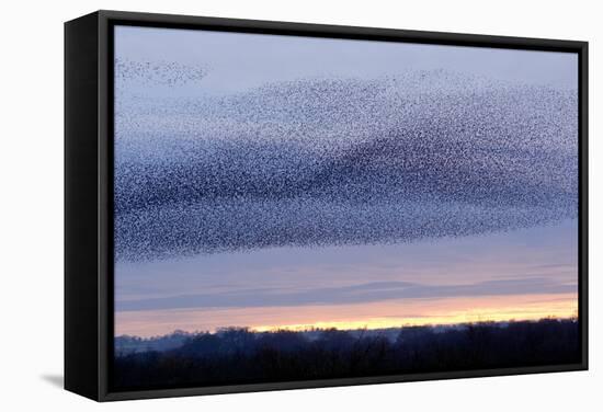 European Starling Flock-Duncan Shaw-Framed Premier Image Canvas
