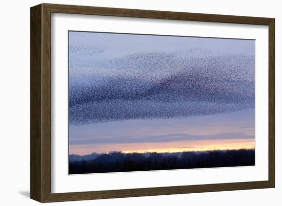 European Starling Flock-Duncan Shaw-Framed Photographic Print