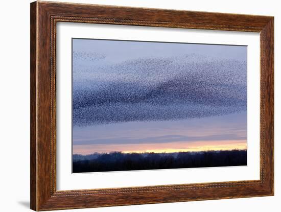 European Starling Flock-Duncan Shaw-Framed Photographic Print