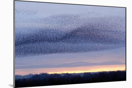 European Starling Flock-Duncan Shaw-Mounted Photographic Print