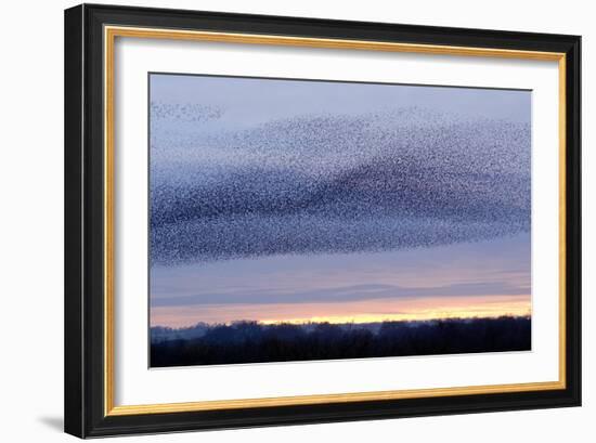 European Starling Flock-Duncan Shaw-Framed Photographic Print