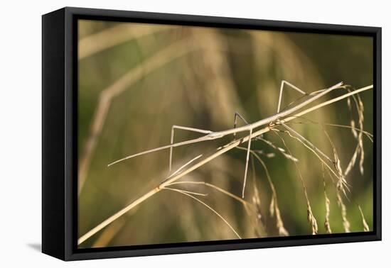 European Stick Insect On Grass (Bacillus Rossius) Mediterranean, Italy, Europe-Konrad Wothe-Framed Premier Image Canvas