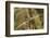 European Stick Insect On Grass (Bacillus Rossius) Mediterranean, Italy, Europe-Konrad Wothe-Framed Photographic Print