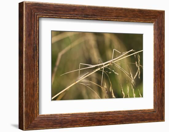 European Stick Insect On Grass (Bacillus Rossius) Mediterranean, Italy, Europe-Konrad Wothe-Framed Photographic Print