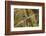 European Stick Insect On Grass (Bacillus Rossius) Mediterranean, Italy, Europe-Konrad Wothe-Framed Photographic Print