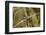 European Stick Insect On Grass (Bacillus Rossius) Mediterranean, Italy, Europe-Konrad Wothe-Framed Photographic Print