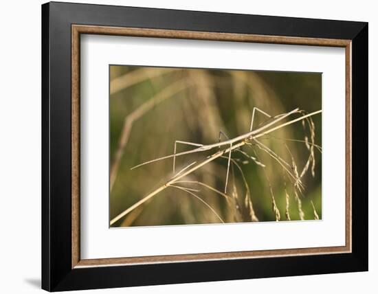 European Stick Insect On Grass (Bacillus Rossius) Mediterranean, Italy, Europe-Konrad Wothe-Framed Photographic Print