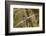 European Stick Insect On Grass (Bacillus Rossius) Mediterranean, Italy, Europe-Konrad Wothe-Framed Photographic Print