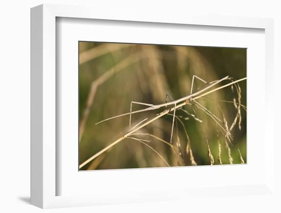 European Stick Insect On Grass (Bacillus Rossius) Mediterranean, Italy, Europe-Konrad Wothe-Framed Photographic Print