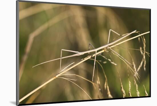 European Stick Insect On Grass (Bacillus Rossius) Mediterranean, Italy, Europe-Konrad Wothe-Mounted Photographic Print