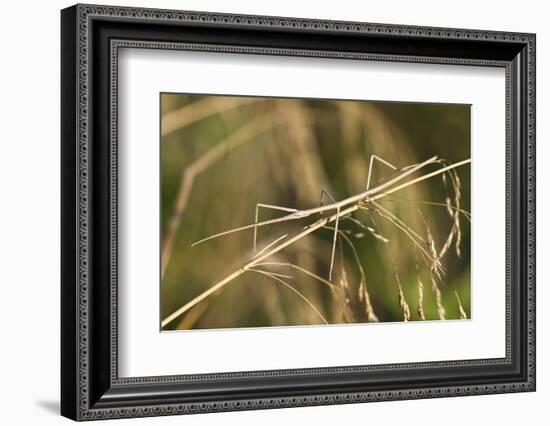 European Stick Insect On Grass (Bacillus Rossius) Mediterranean, Italy, Europe-Konrad Wothe-Framed Photographic Print