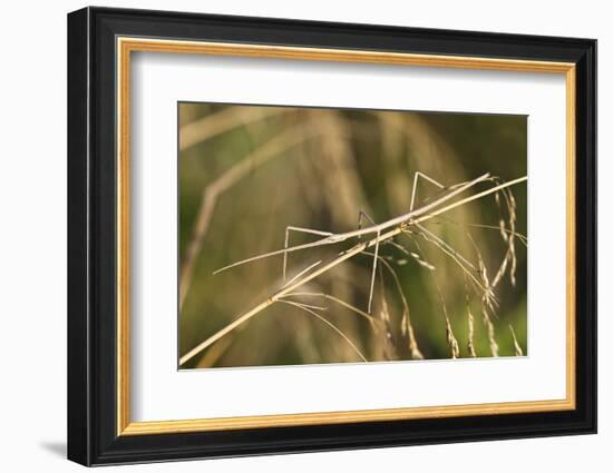 European Stick Insect On Grass (Bacillus Rossius) Mediterranean, Italy, Europe-Konrad Wothe-Framed Photographic Print