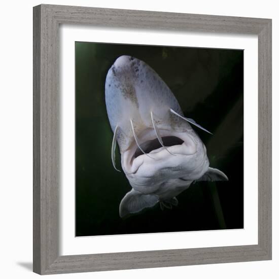 European Sturgeon (Huso Husocaptive) At Danube Delta Eco-Tourism Museum Centre Aquarium In Tulcea-Lundgren-Framed Photographic Print