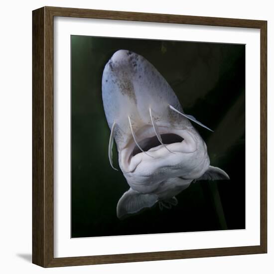 European Sturgeon (Huso Husocaptive) At Danube Delta Eco-Tourism Museum Centre Aquarium In Tulcea-Lundgren-Framed Photographic Print