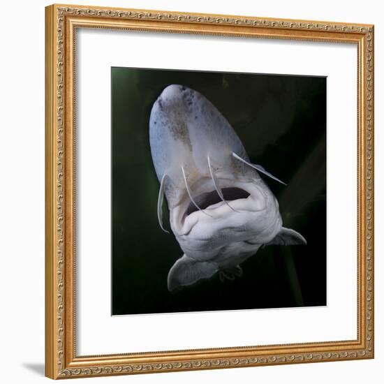 European Sturgeon (Huso Husocaptive) At Danube Delta Eco-Tourism Museum Centre Aquarium In Tulcea-Lundgren-Framed Photographic Print