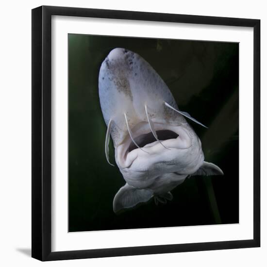 European Sturgeon (Huso Husocaptive) At Danube Delta Eco-Tourism Museum Centre Aquarium In Tulcea-Lundgren-Framed Photographic Print