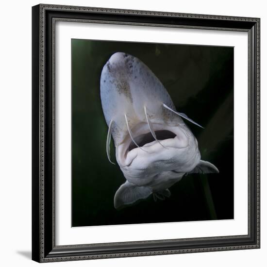 European Sturgeon (Huso Husocaptive) At Danube Delta Eco-Tourism Museum Centre Aquarium In Tulcea-Lundgren-Framed Photographic Print