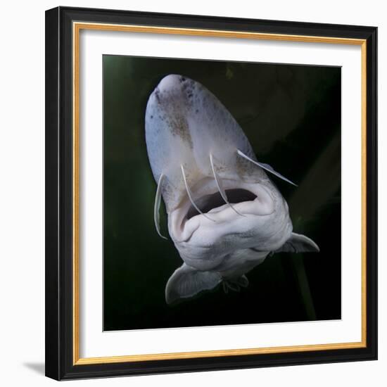 European Sturgeon (Huso Husocaptive) At Danube Delta Eco-Tourism Museum Centre Aquarium In Tulcea-Lundgren-Framed Photographic Print