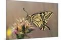 Premium Photographic Print