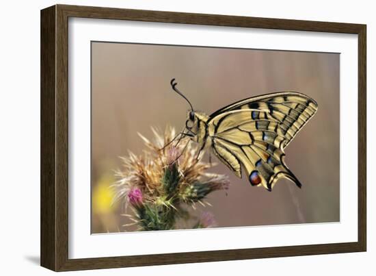 European Swallowtail Butterfly Resting on Thistle-null-Framed Photographic Print