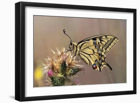 European Swallowtail Butterfly Resting on Thistle-null-Framed Photographic Print