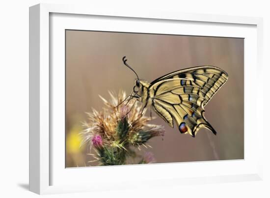 European Swallowtail Butterfly Resting on Thistle-null-Framed Photographic Print