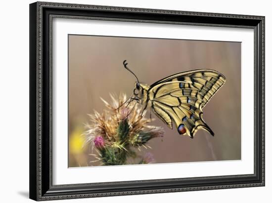 European Swallowtail Butterfly Resting on Thistle-null-Framed Photographic Print